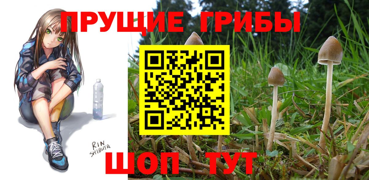 Жигулёвск  Галлюциногенные грибы Psilocybe  Вход с VPN 
